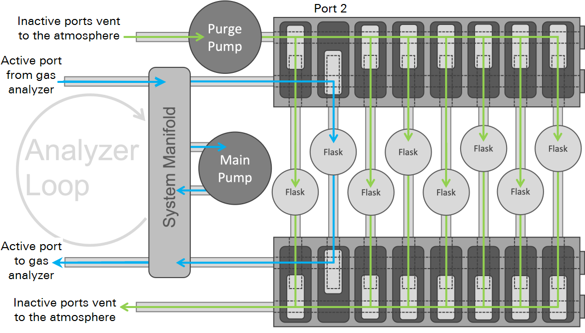 Flow schematic of the LI-8250 configured for flasks. Blue arrows trace the active port through the system manifold to and from the gas analyzer in a closed loop; green arrows show the purge pump feeding the seven inactive flasks, which vent to the atmosphere.
